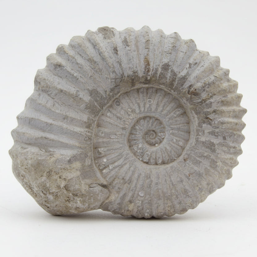 Ammonite Fossil