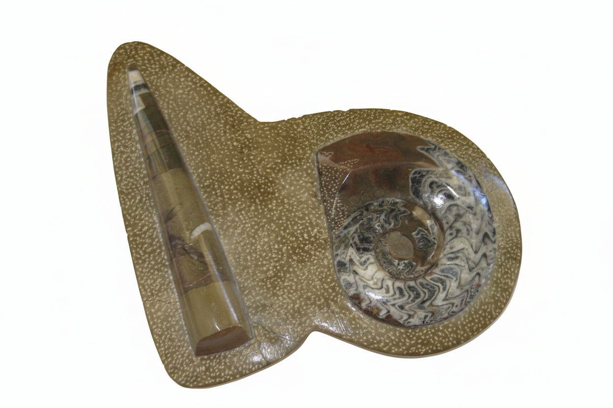 Ammonite  Orthoceras Moroccan Fossil